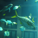 Illustration for article titled Aquadom Is Largest Cylindrical Aquarium on the Planet